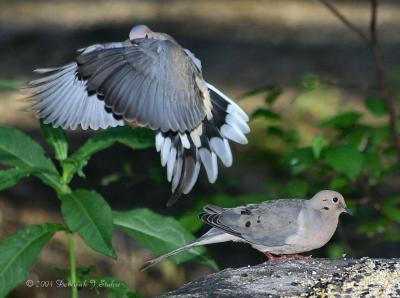 u46/canon_300d/medium/33930029.DR913040411Doves.jpg