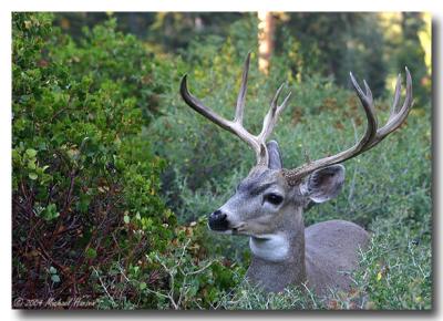 u46/canon_300d/medium/33932510.buck33.jpg