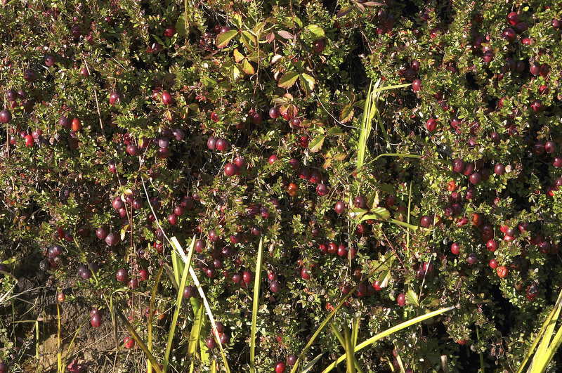 slt_beatonbogs_188.jpg