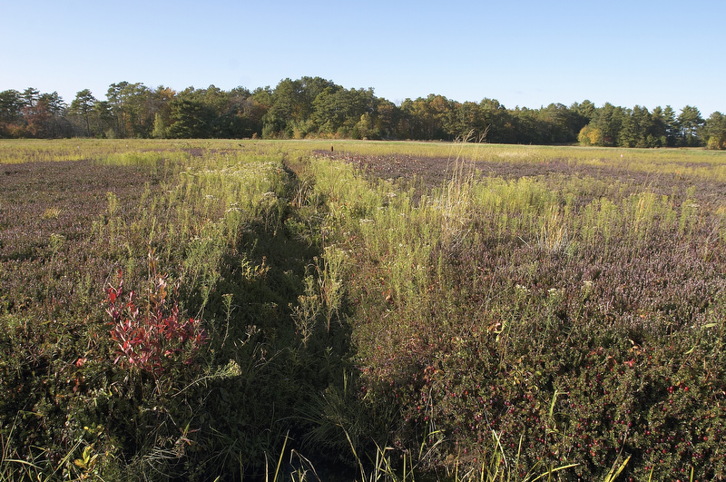 slt_beatonbogs_196.jpg