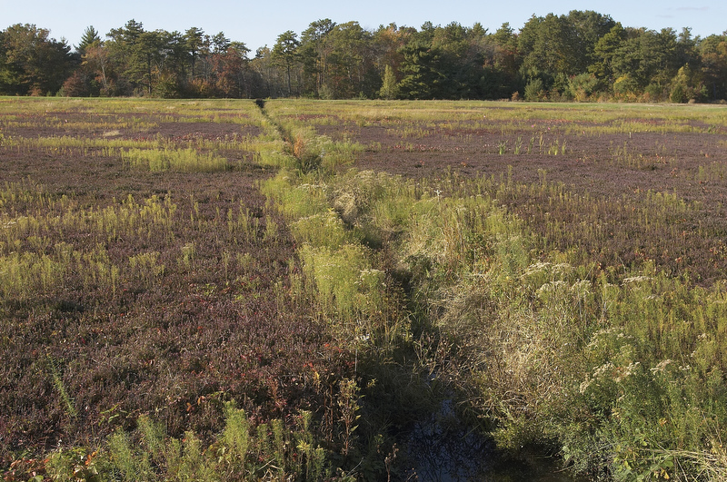slt_beatonbogs_206.jpg