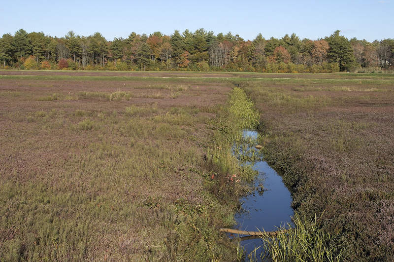 slt_beatonbogs_215.jpg