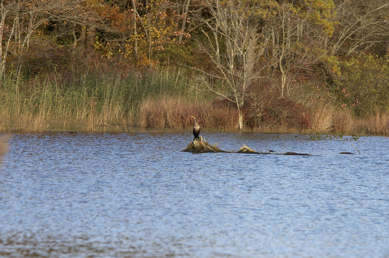 slt_beatonbogs_294.jpg