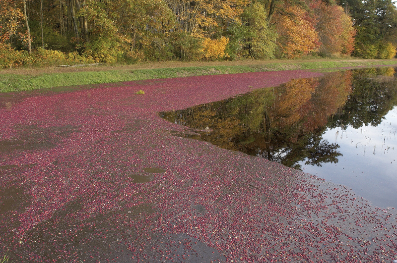 slt_beatonbogs_323.jpg