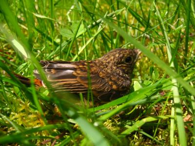 Redstart Fledgling