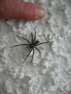 House Spider