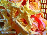 starfish golden.jpg