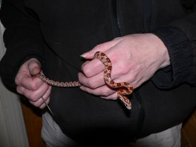 Baby Corn Snake