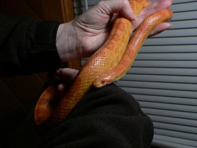 Corny the Corn Snake