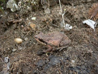 New Jersey Chorus Frog - Pseudacris triseriata kalmi