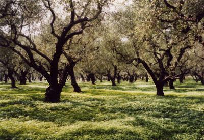 Olive Groves in Greece