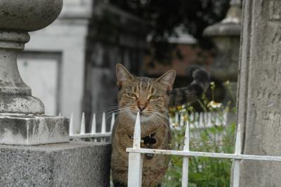 Cemetery Cat 4