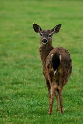 39207282.Jan30_deerFINALcopy.jpg