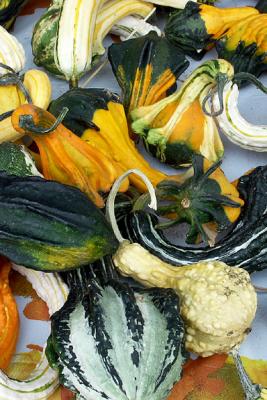Gourds