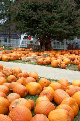 Pumpkins on Lawn