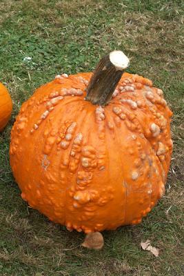 Ugly Pumpkin!