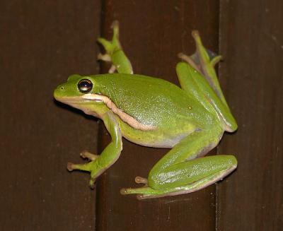 Oct 22, 2004 - Tree frog on the door.jpg