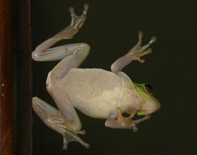 Oct. 22, 2004 tree frog tummy.jpg