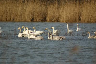 Whooper Swans