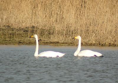 Whooper Swans