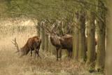 Red Deer at Oostvaardersplassen