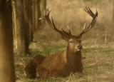 Red Deer at Oostvaardersplassen
