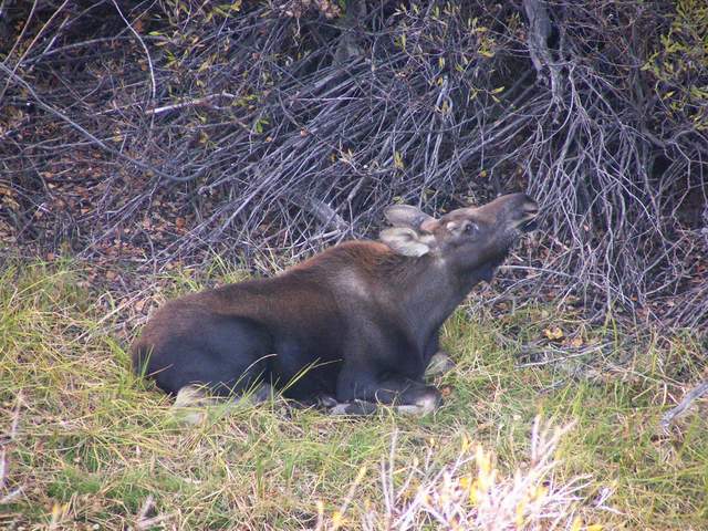 Moose calf