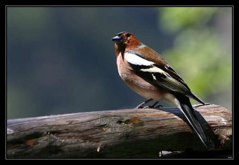 chaffinch