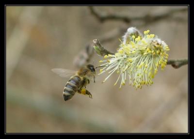 fish_and_insects