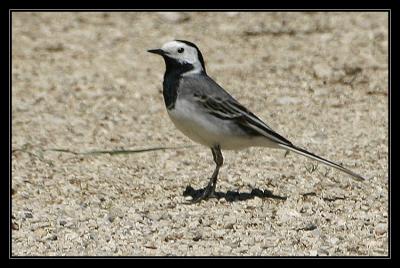 wagtail