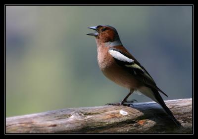 chaffinch