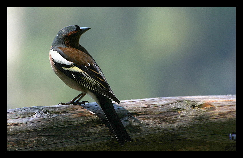 chaffinch