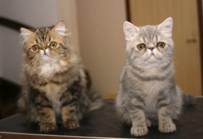 Lady & Kiri 4 mnader