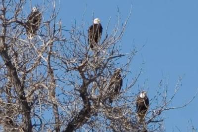Eagles in BethoudCRW_4274.jpg