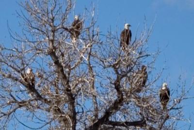 Eagles in BethoudCRW_4277.jpg