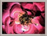 June 8 2004:<br> Rose in the Undergrowth