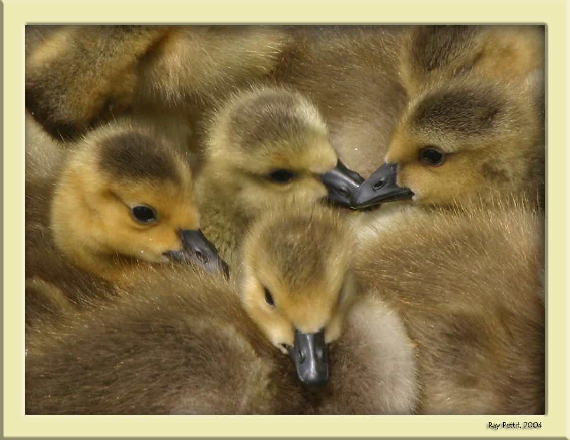 May 27 2004:<br> New Born