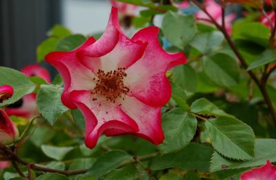 Red tipped rose