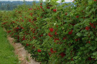 Field of Red Currants