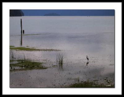 Blue Heron on Pitt Lake