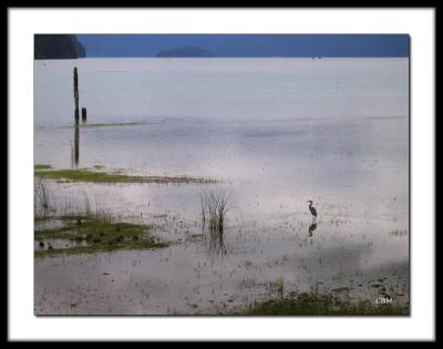 Blue Heron on Pitt Lake (lighter version)