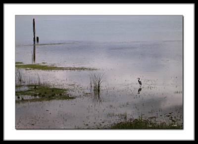 Blue heron on Pitt Lake (cropped)