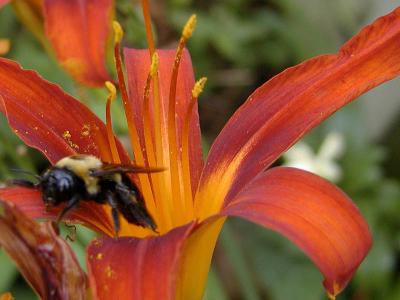 Bee Lily
