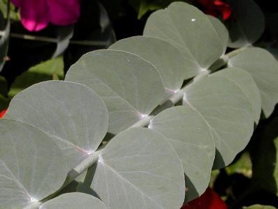 Eucalyptus
