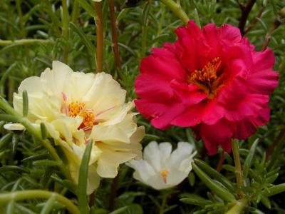 Portulacca