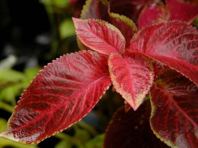 Coleus Wet