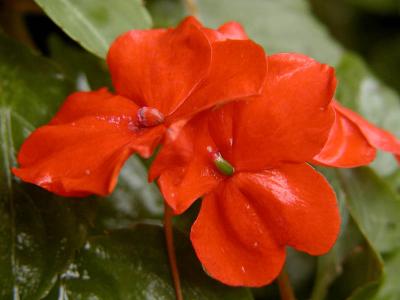 Wet Red