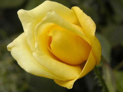Yellow Rose of Virginia