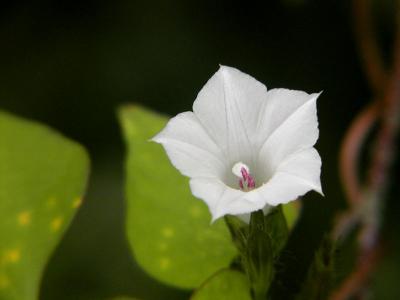 White Surprise