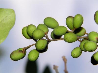 Privet Berries